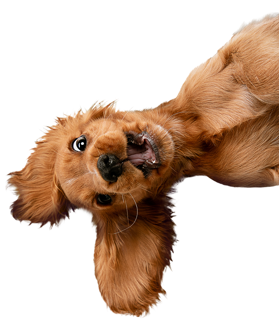 Happy dog representing success