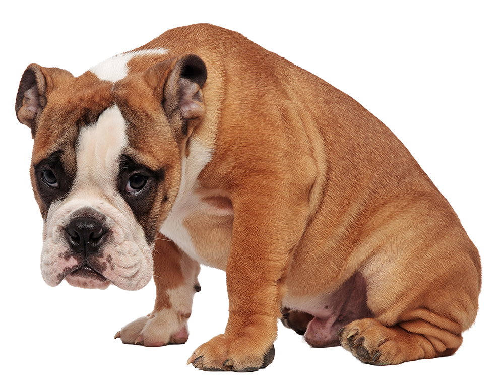 Sad dog representing disappointment